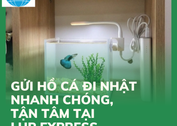 Gửi hồ cá đi Nhật